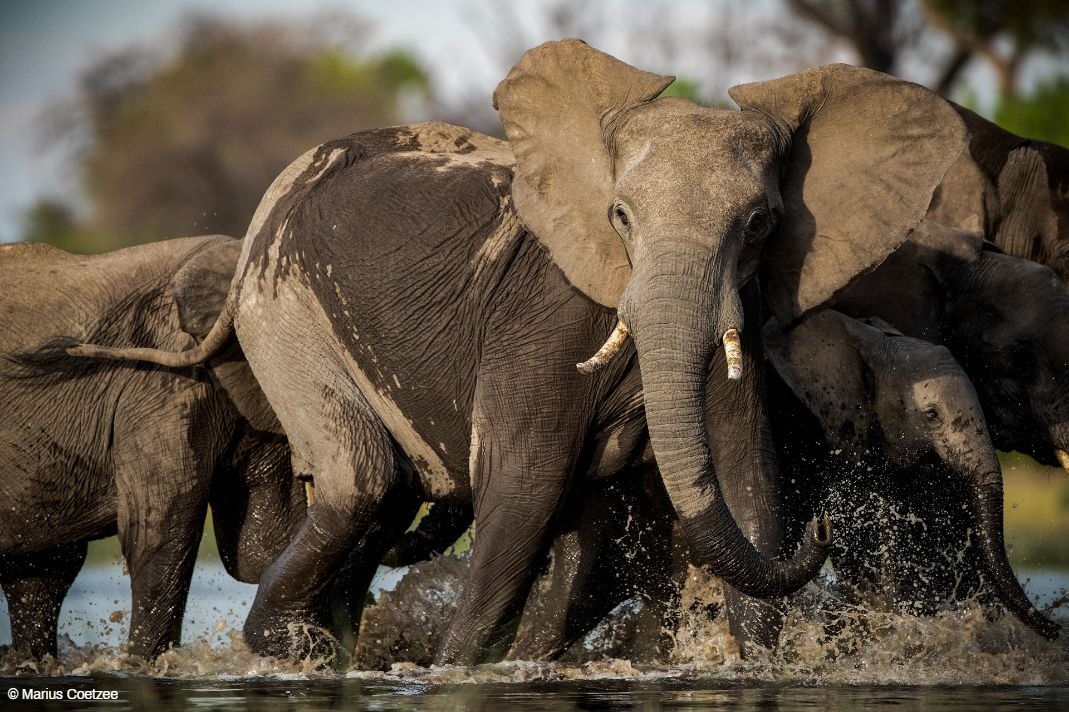 botswana photography tours
