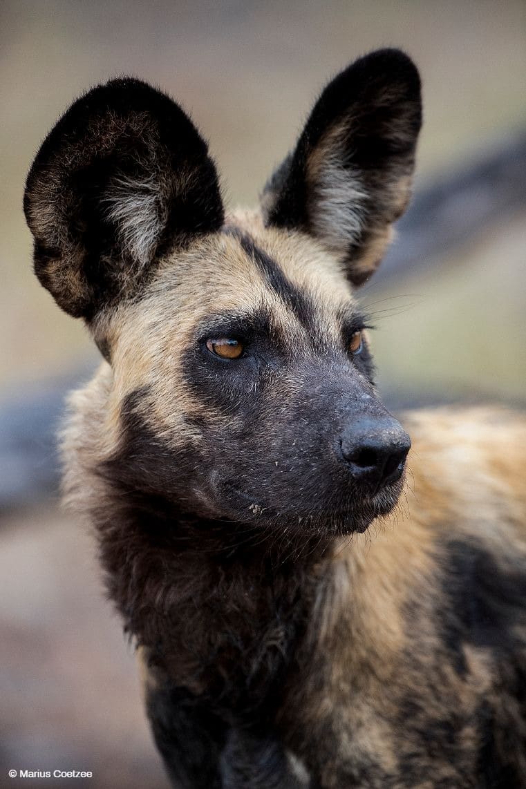 botswana private photo tour