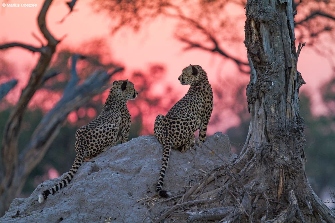 okavango delta photo tours