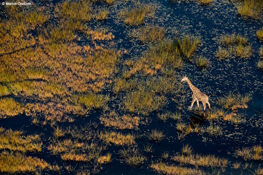 okavango delta photo tours