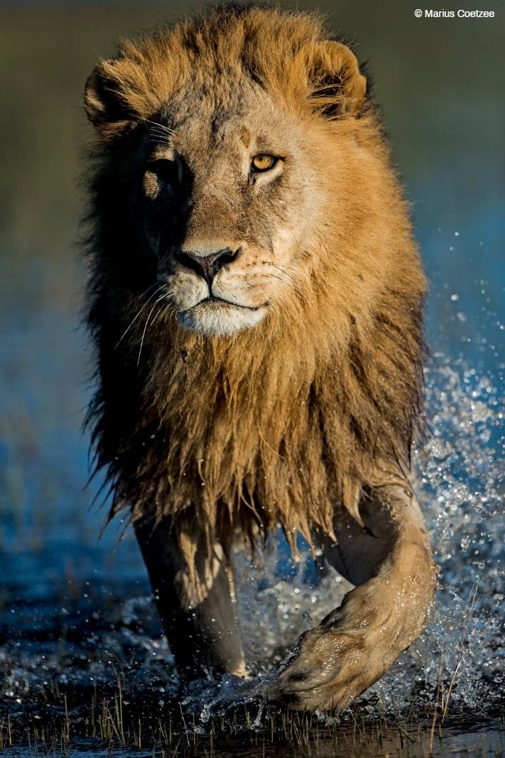 okavango photo tours