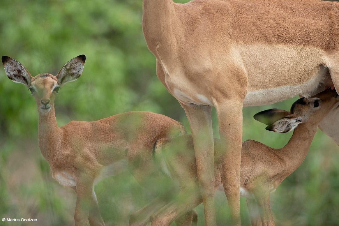 photographic safaris botswana