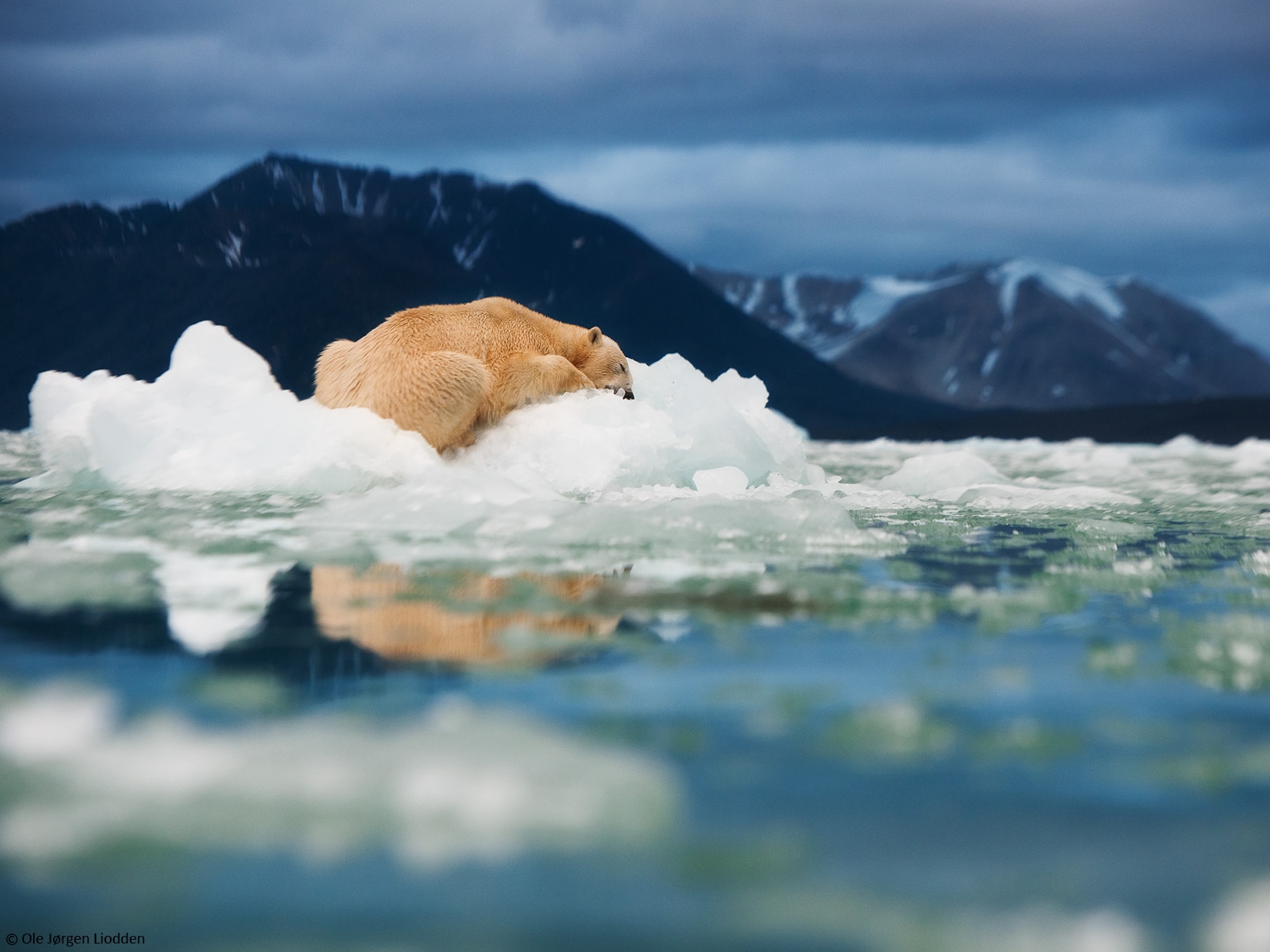 Polar Bear Photo