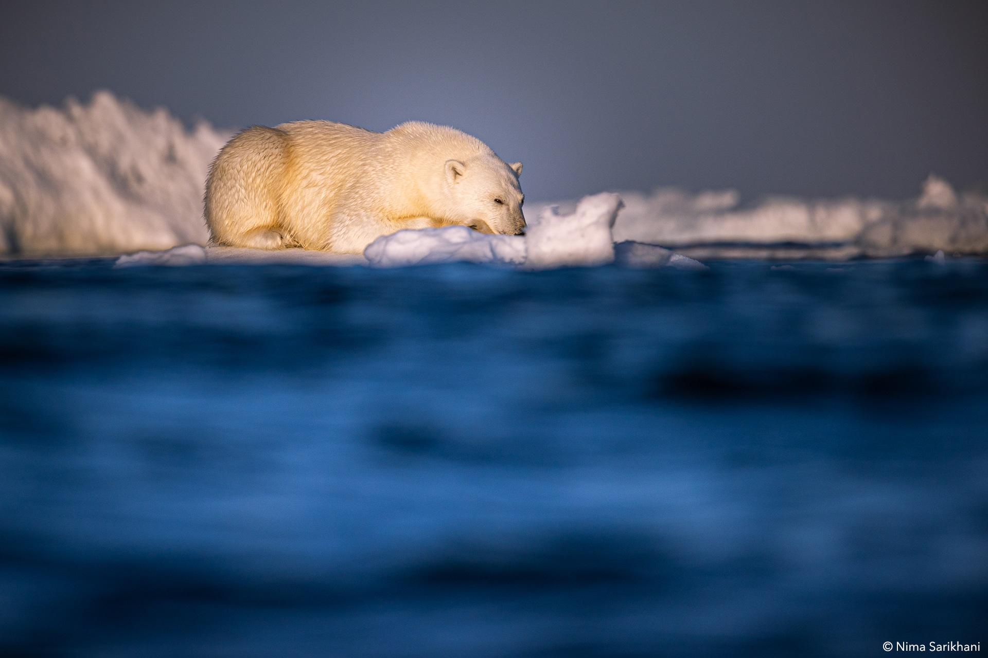 Svalbard - Into The Kingdom Of The Polar Bear | ORYX Photo Tours