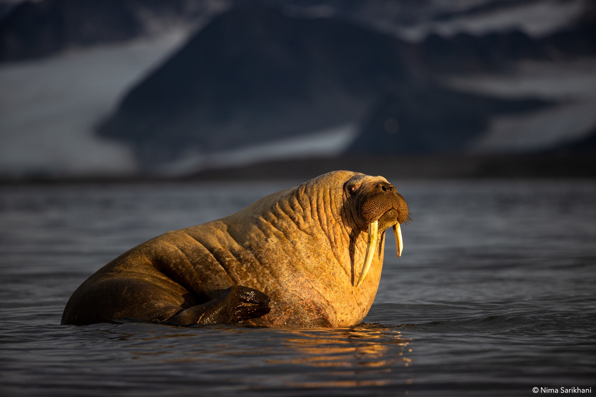 Svalbard Photo Expedition