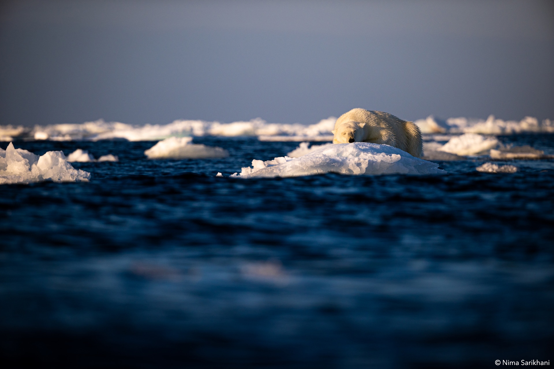 Svalbard Photo Safari