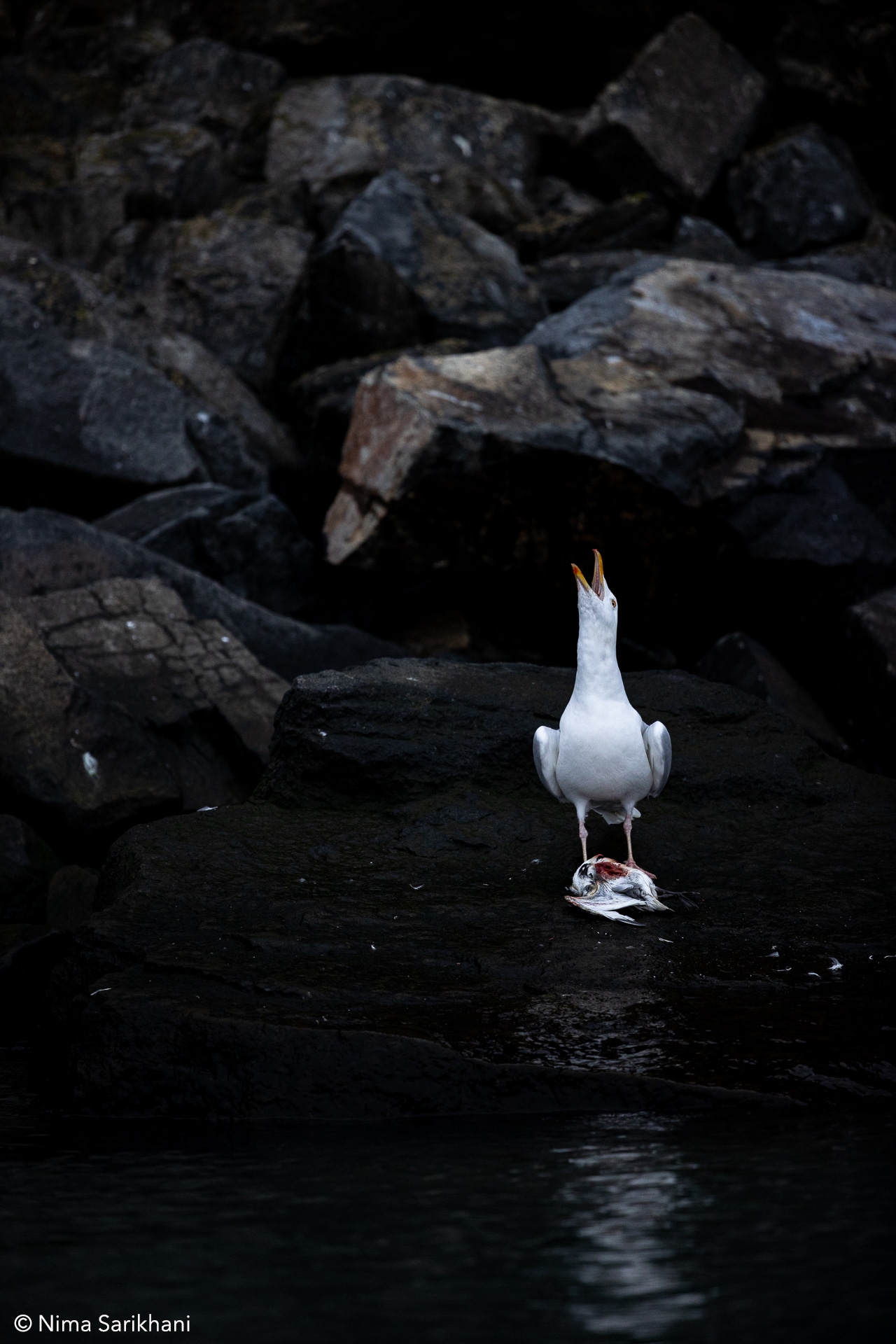 Svalbard Photo Tours