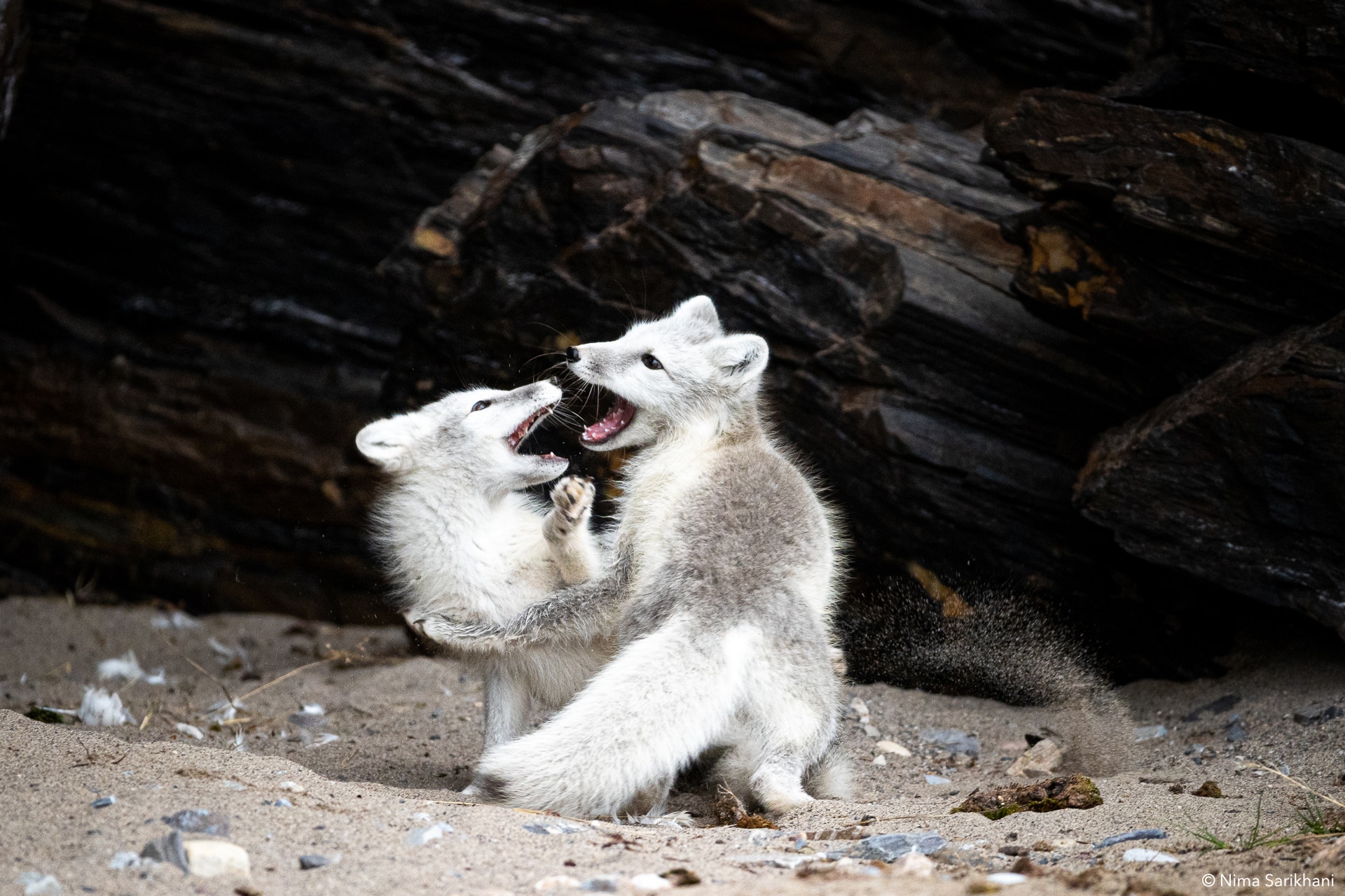 Svalbard Photo Tours