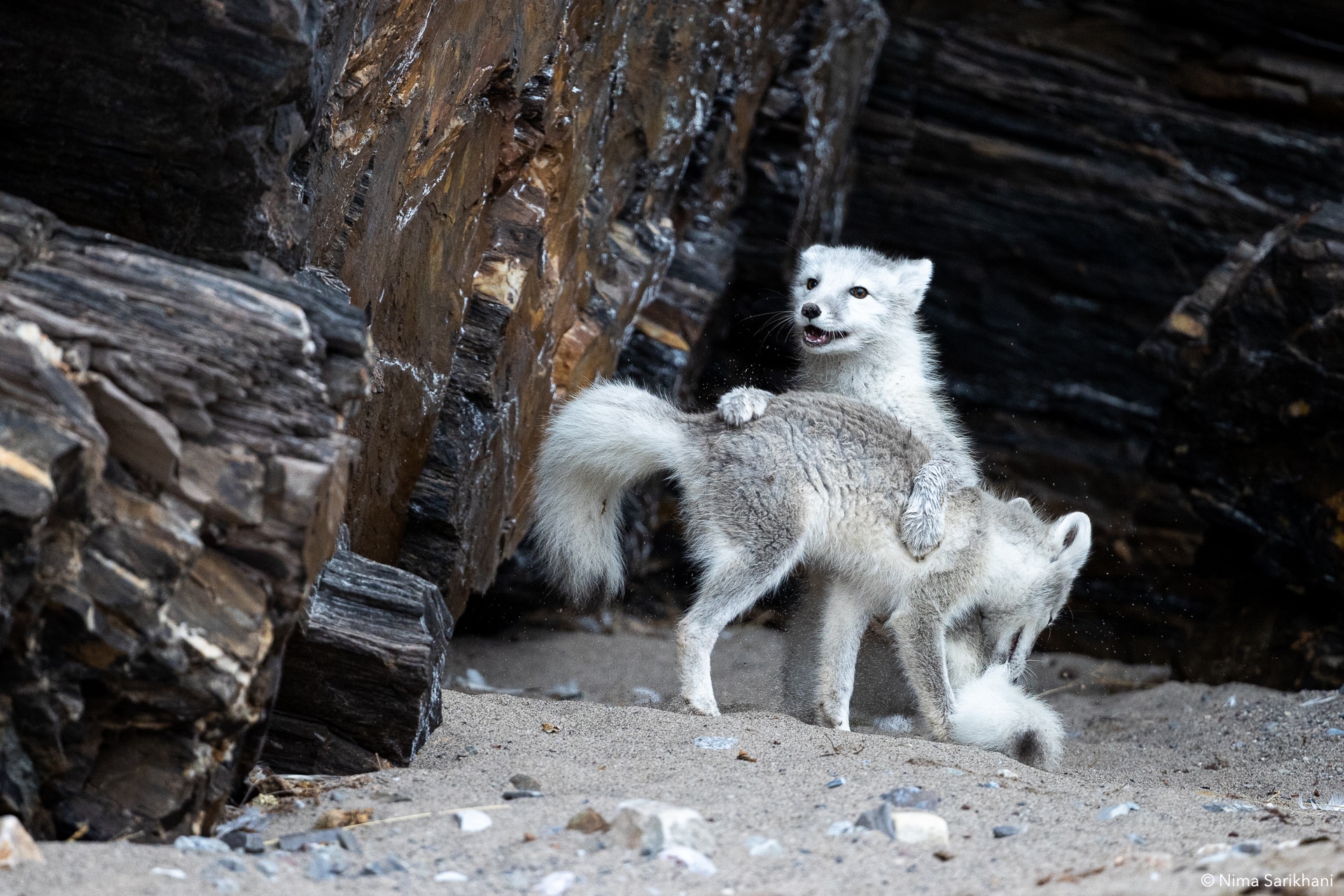 Svalbard Photography Cruises