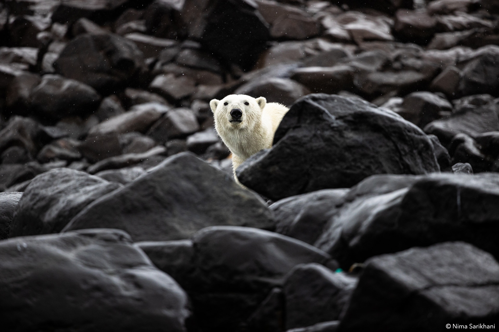 Svalbard Photography Expedition