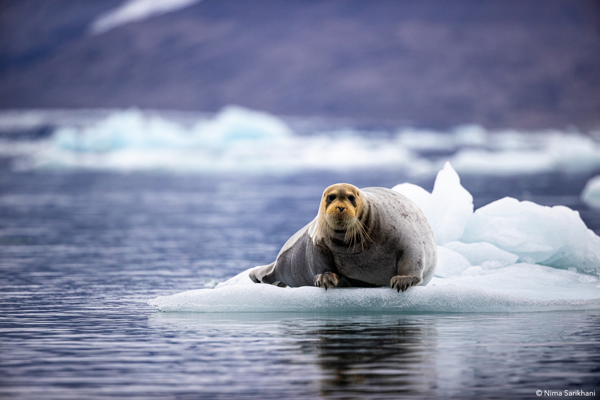 Svalbard Photography Tour
