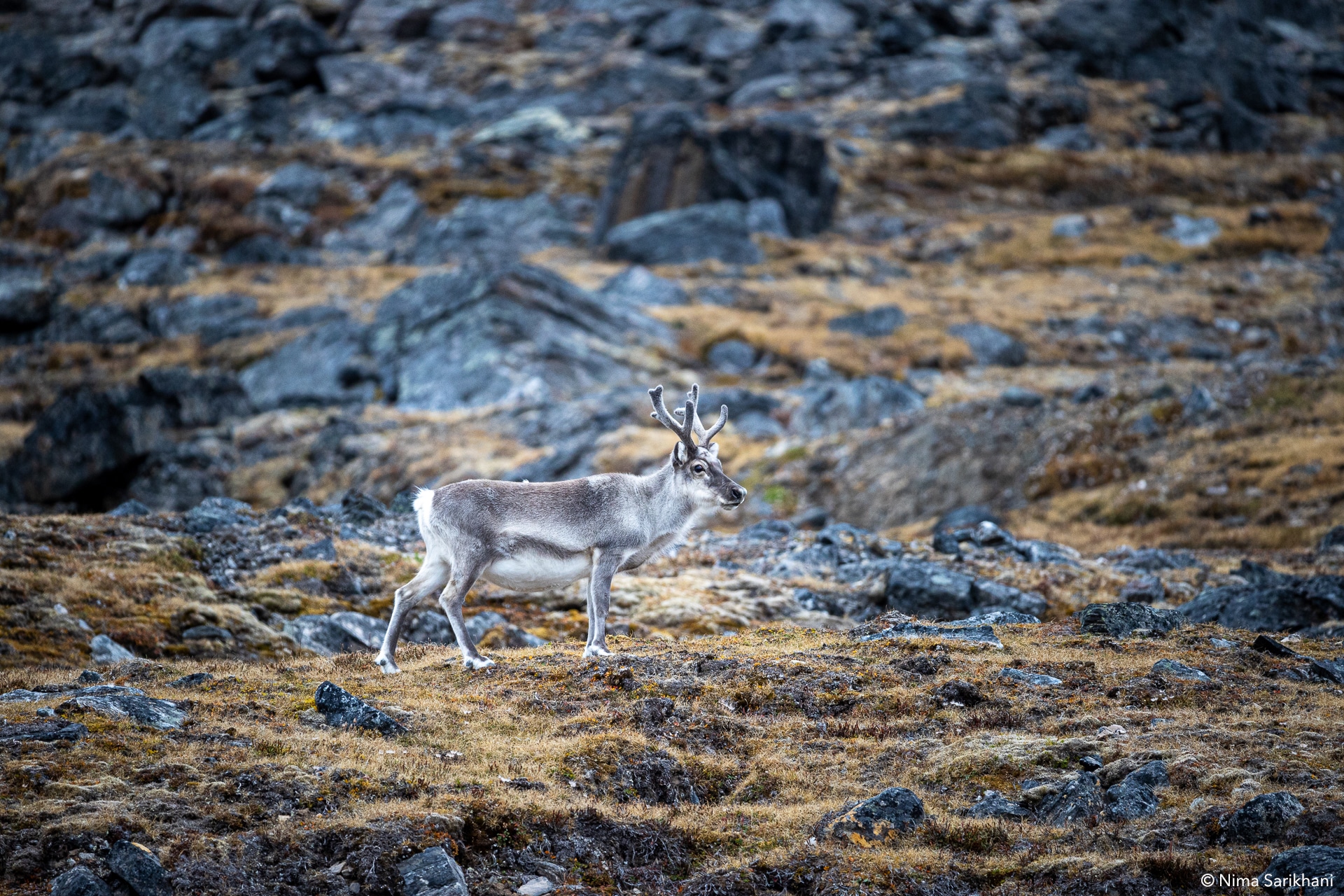 Svalbard Photography Tour