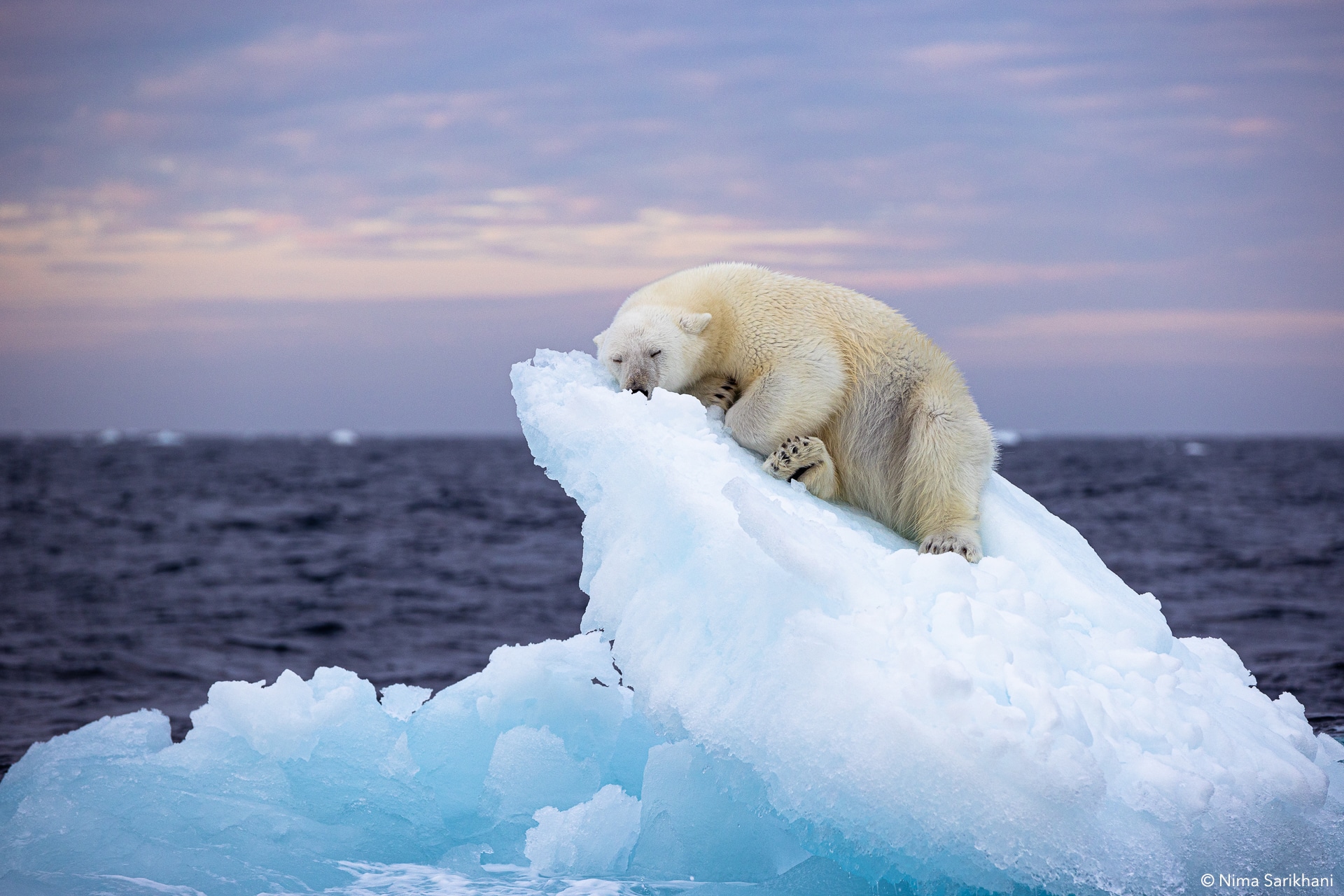 Svalbard Polar Bear Cruise