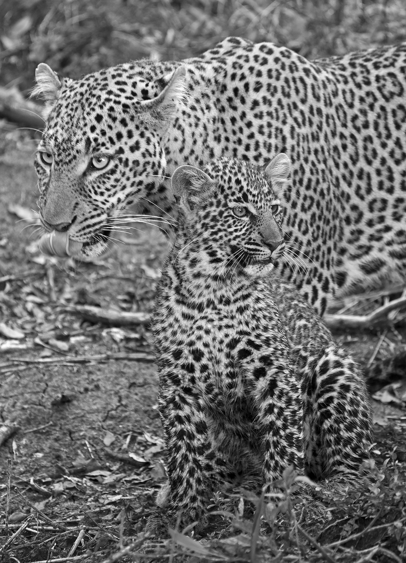 masai mara photo safari masai mara photo safari