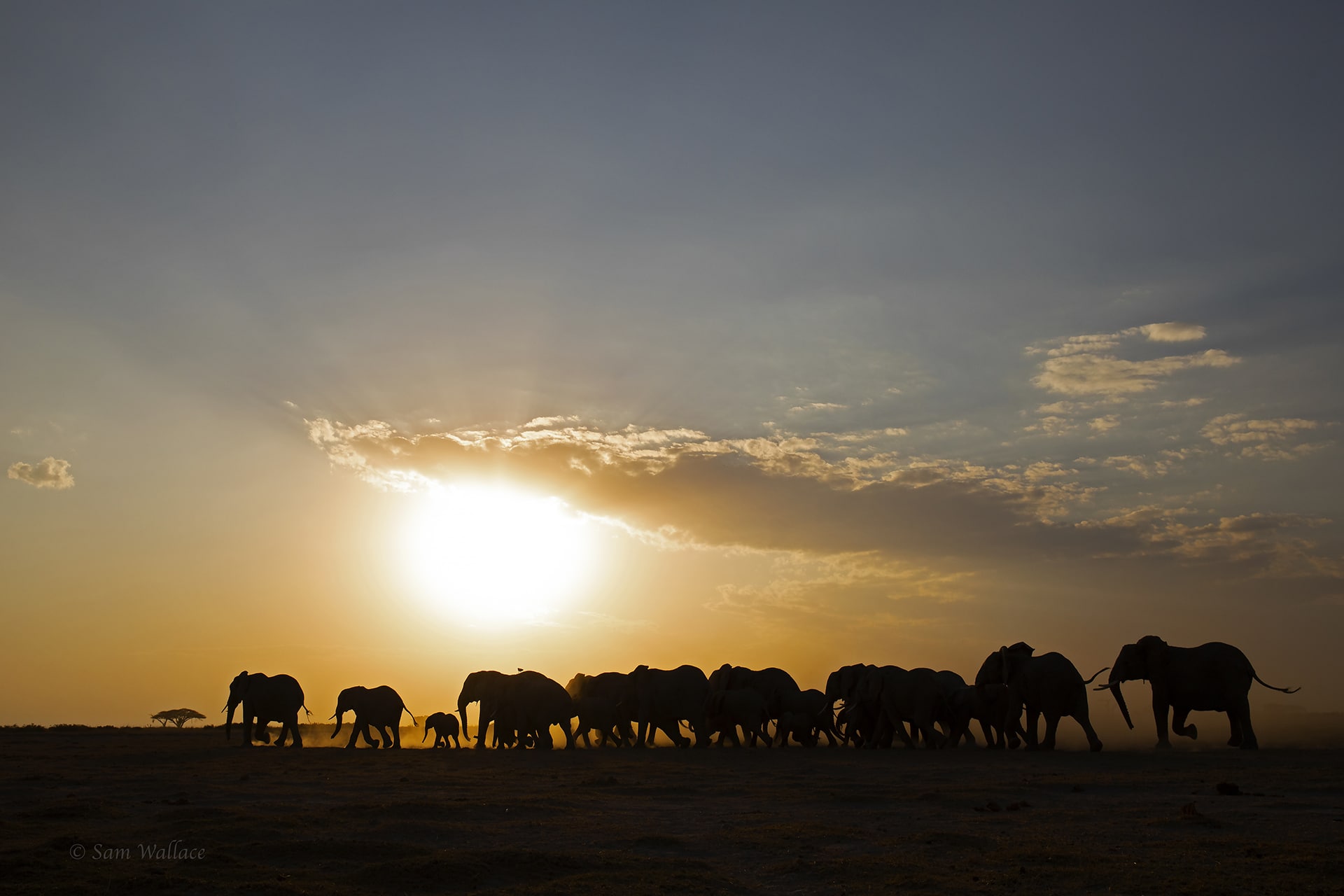 african photo safari