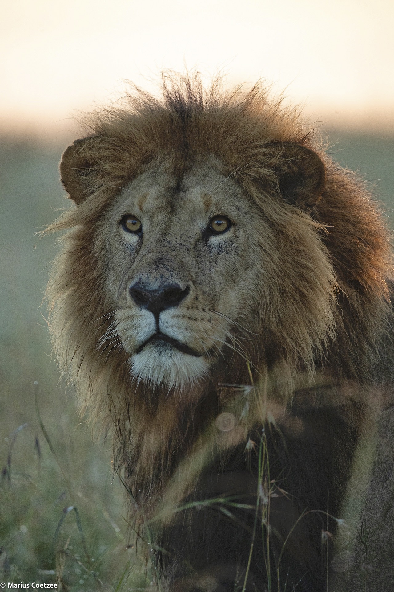 african photo safaris
