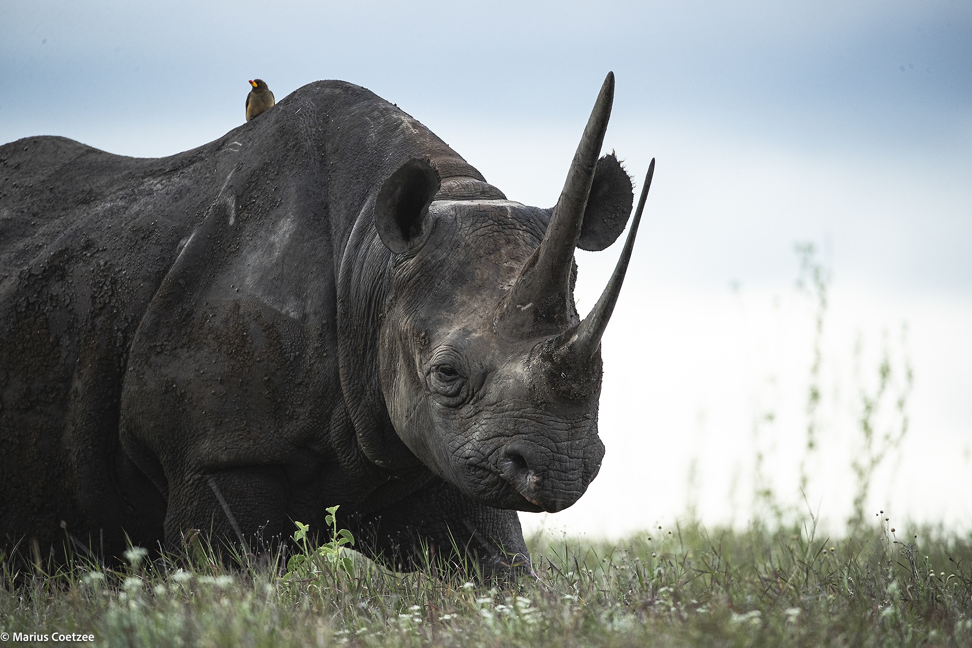 african photo safaris