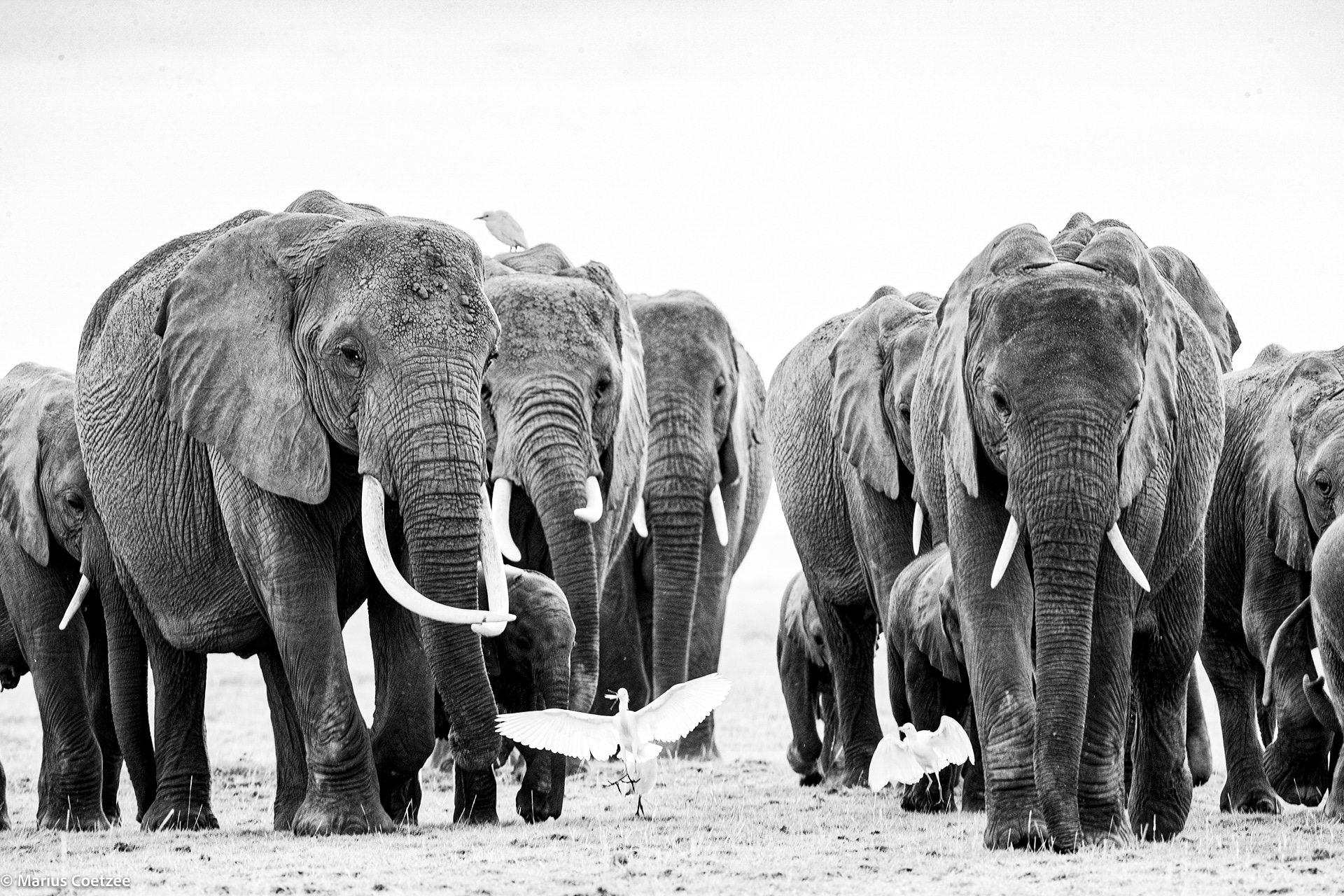 amboseli photo tours