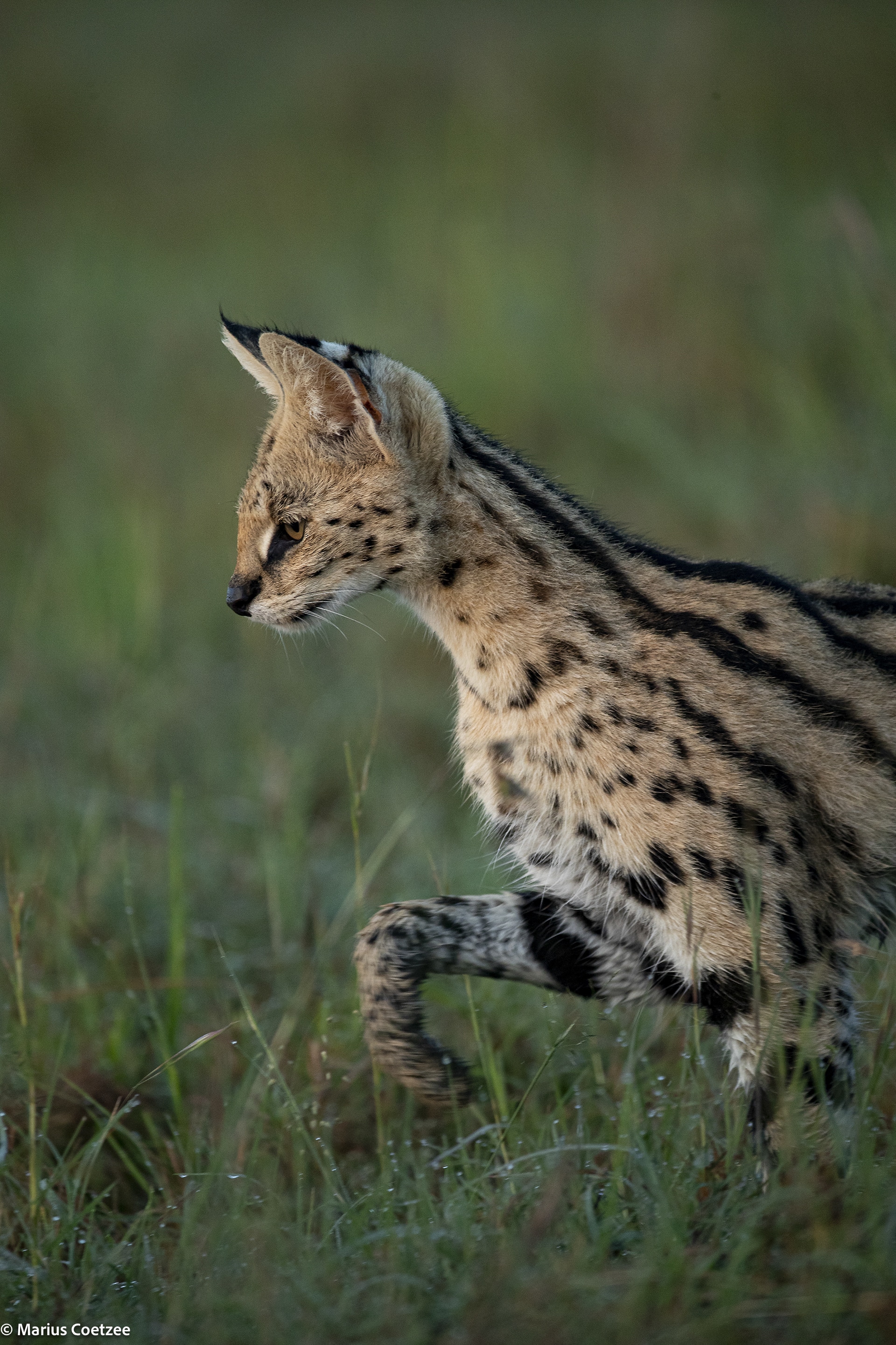 kenya safari