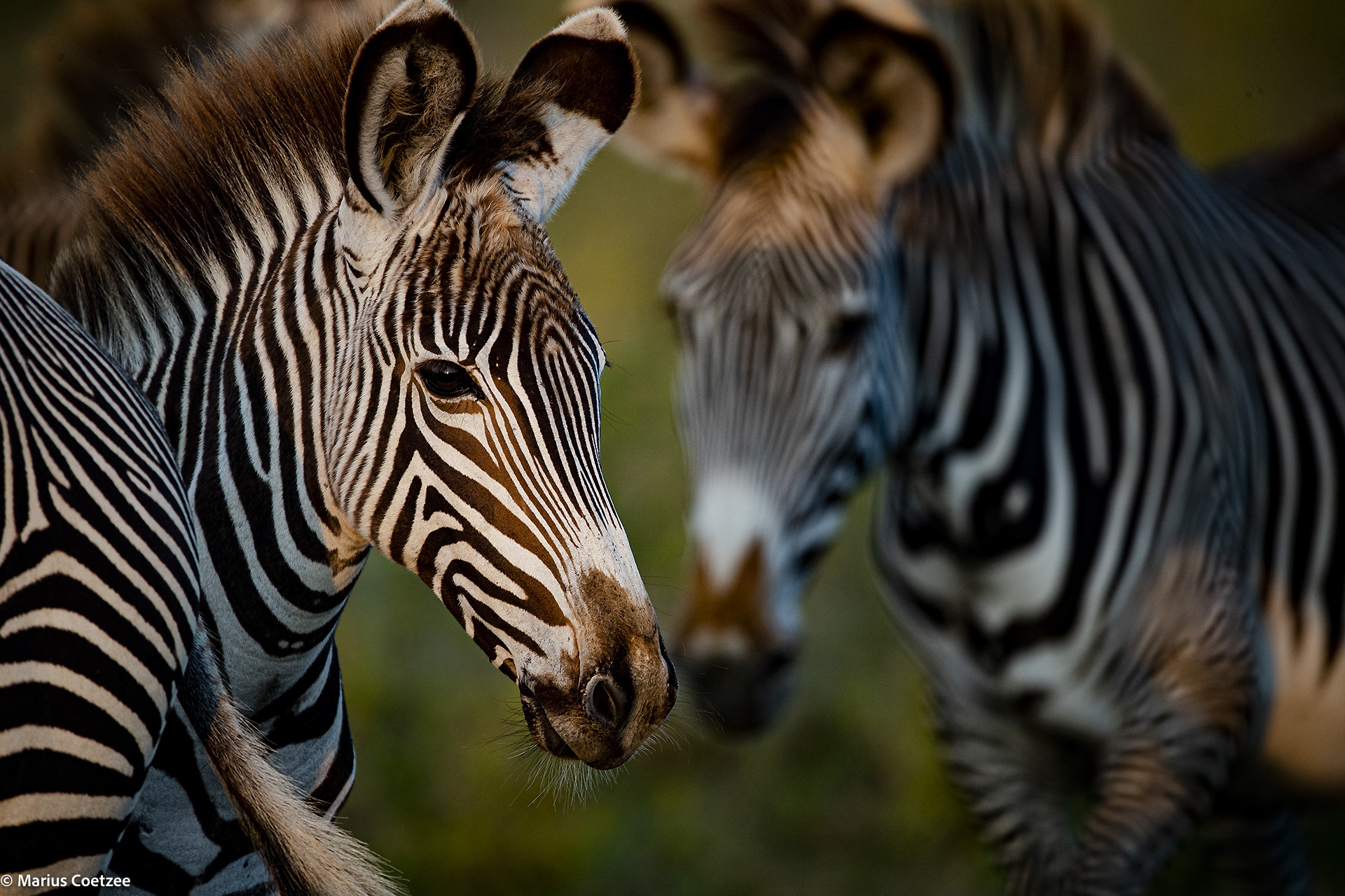 lewa kenya tour