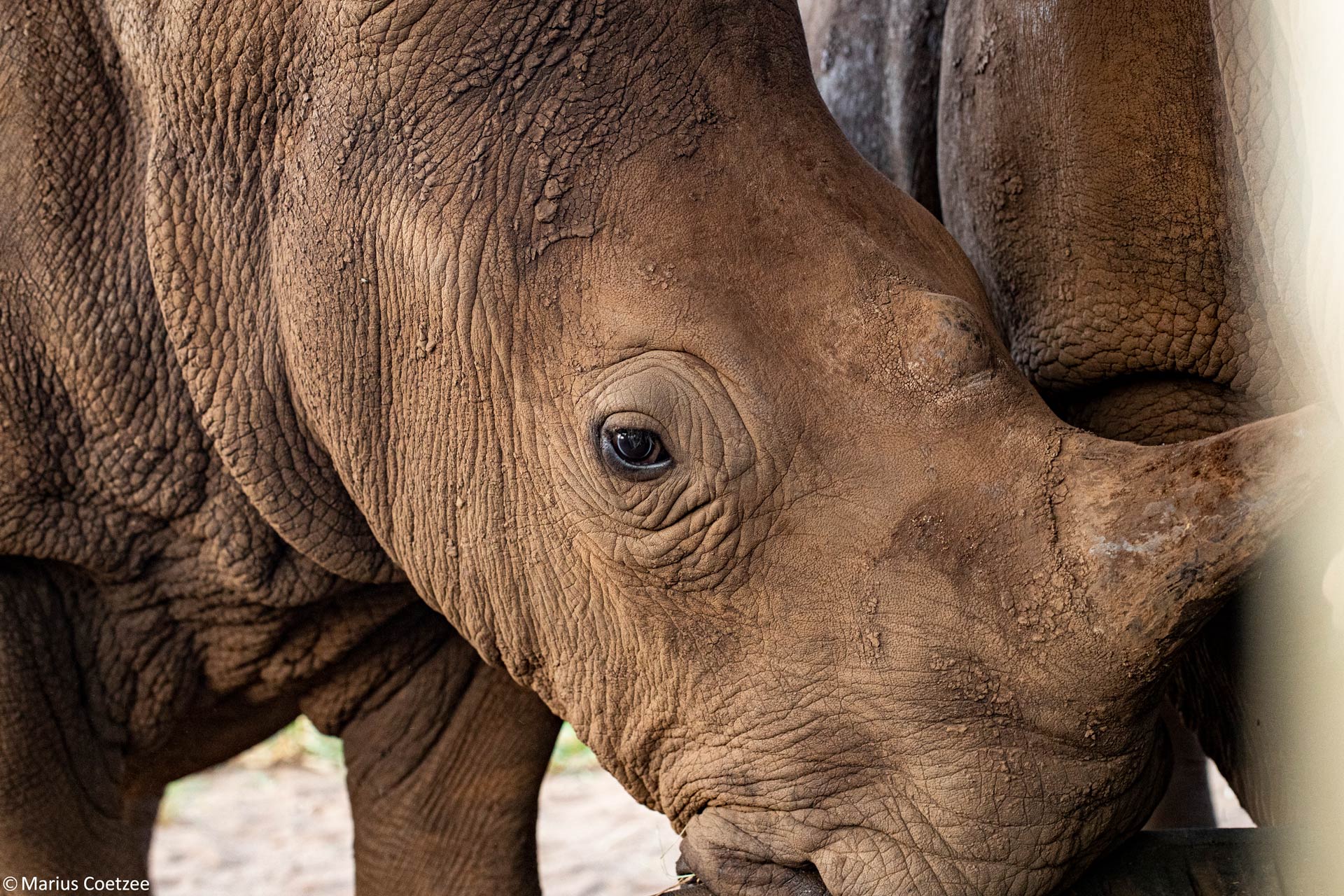 photo safaris