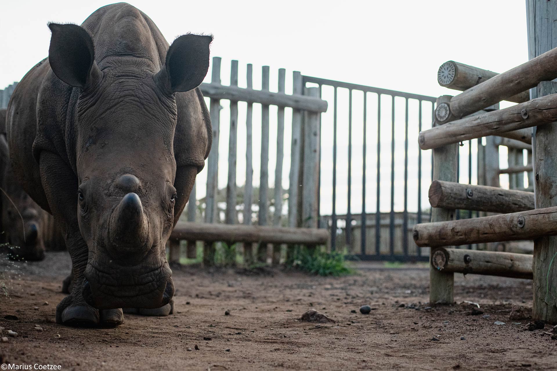 photo safaris