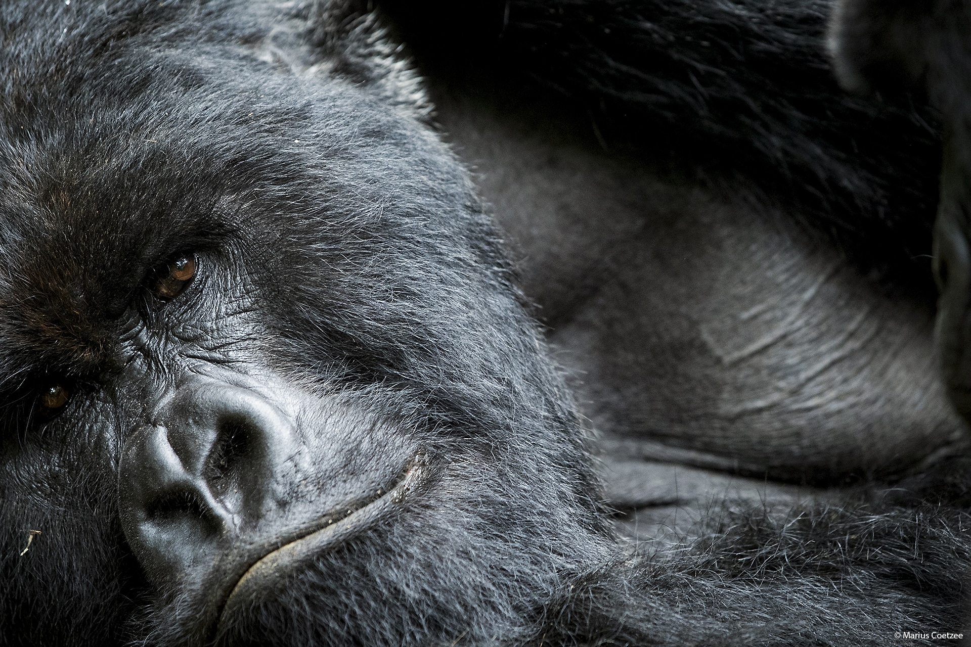 Rwanda Gorillas
