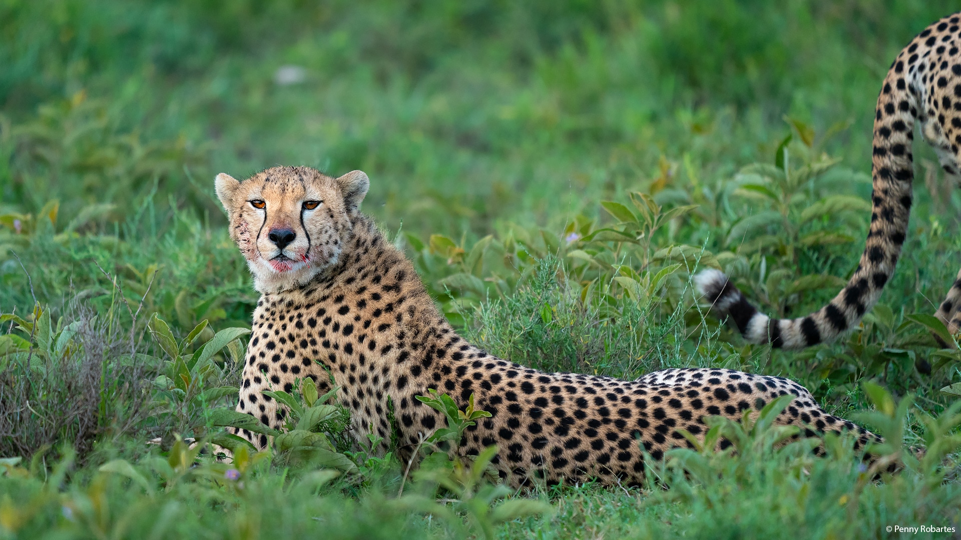 Tanzania Safari