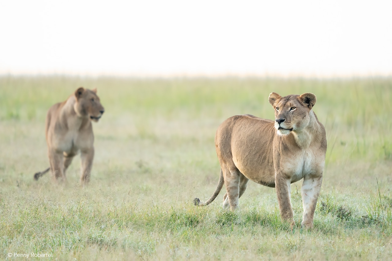 Mara North Conservancy