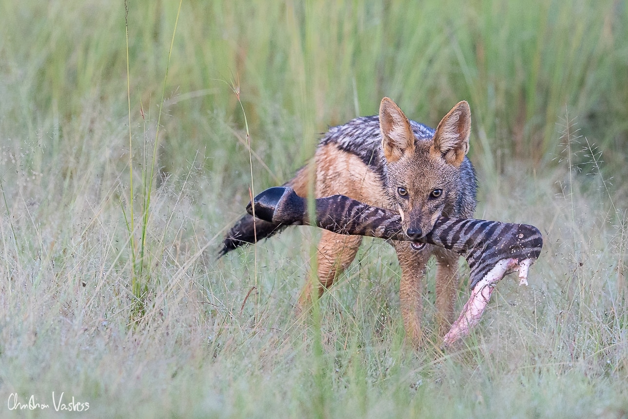 Masai Mara