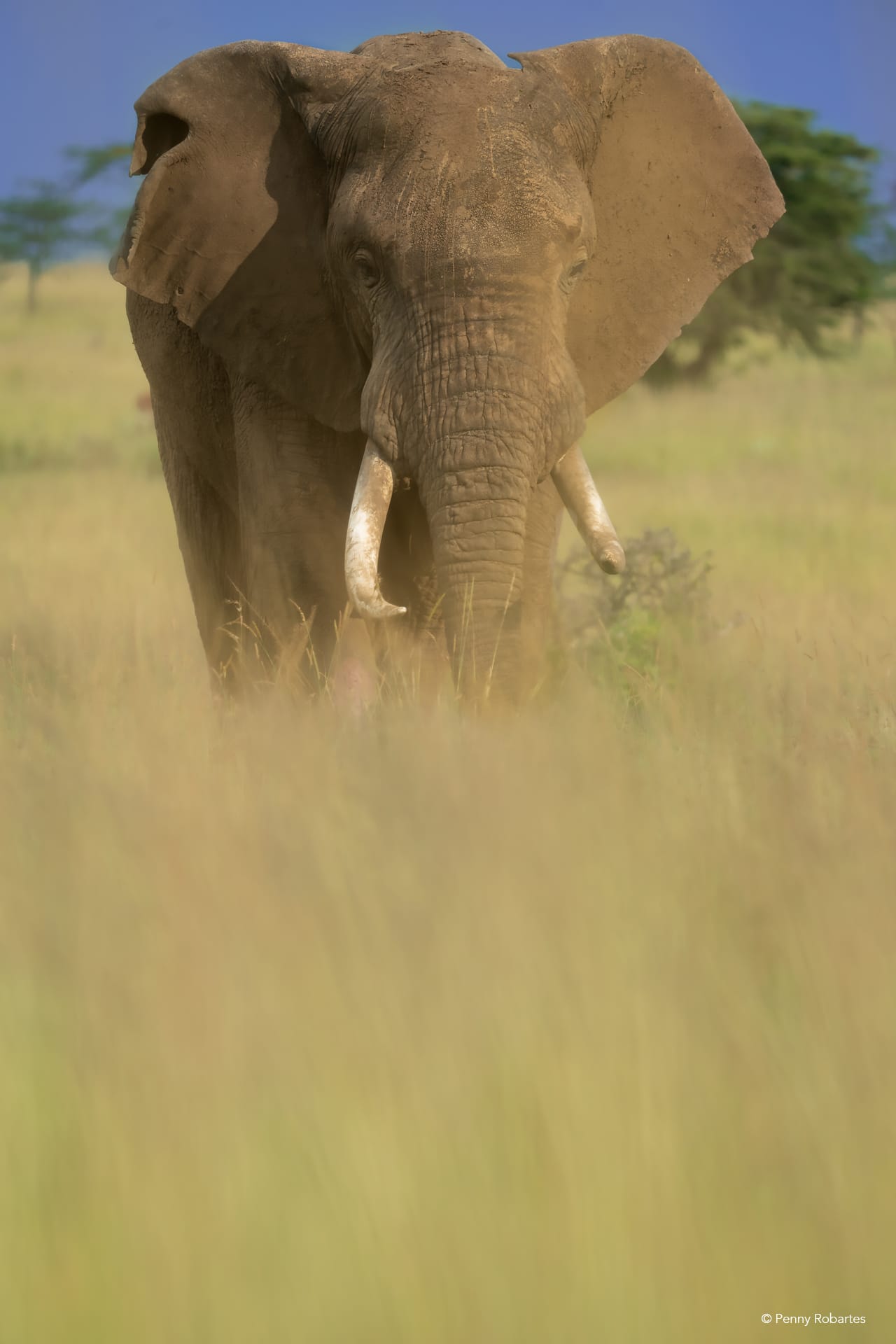 african photo safari