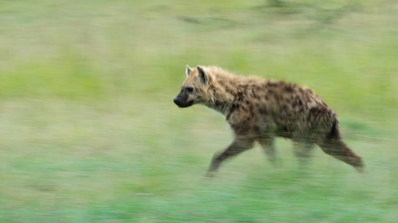 masai mara photo tour