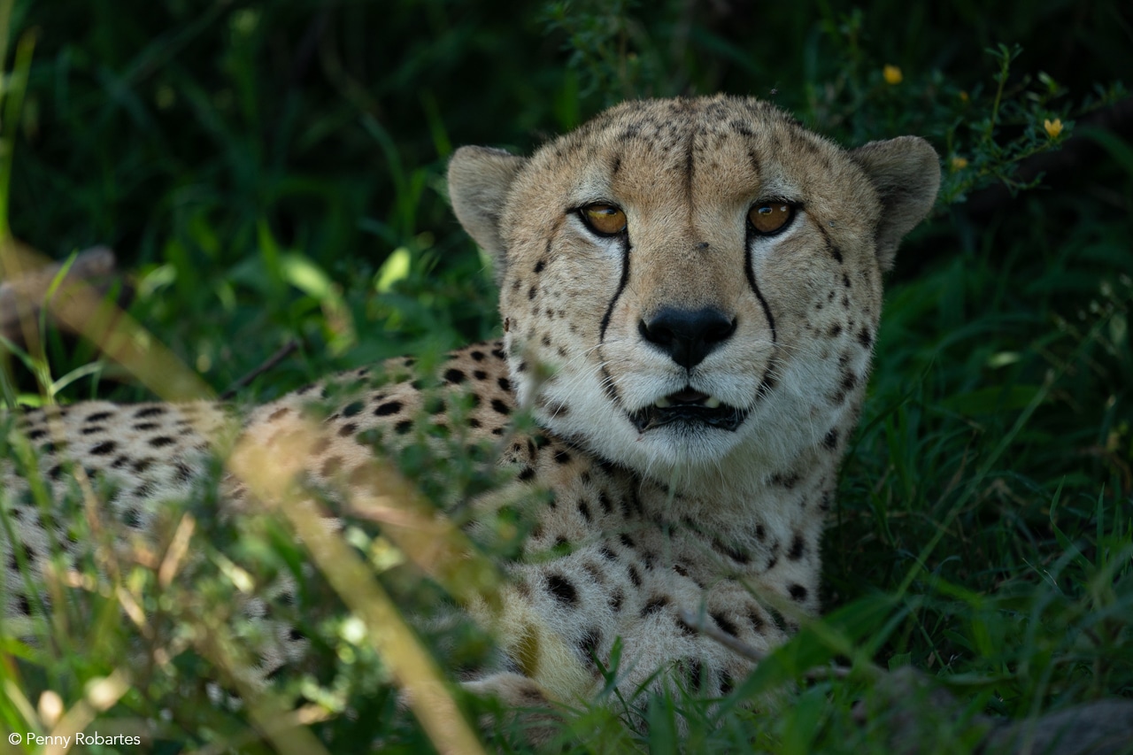 masai mara photo tour