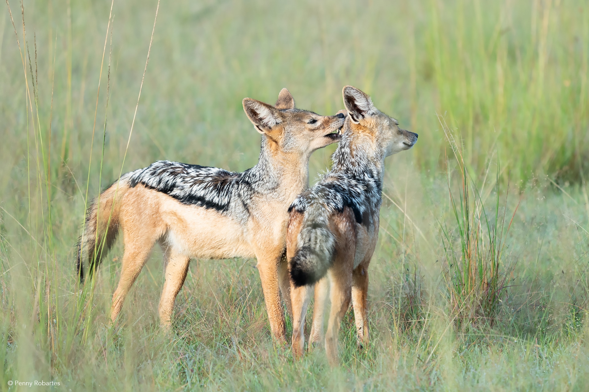 masai mara photo tour