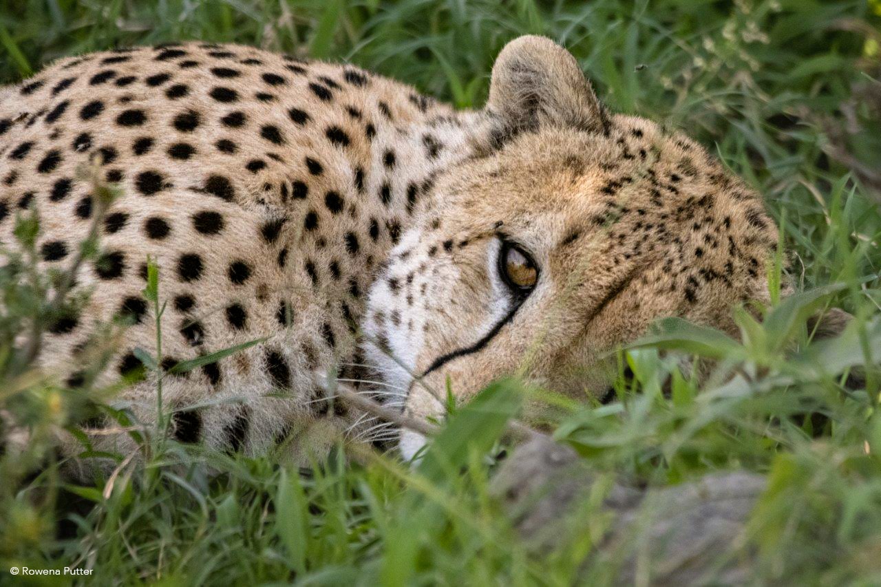 masai mara safari