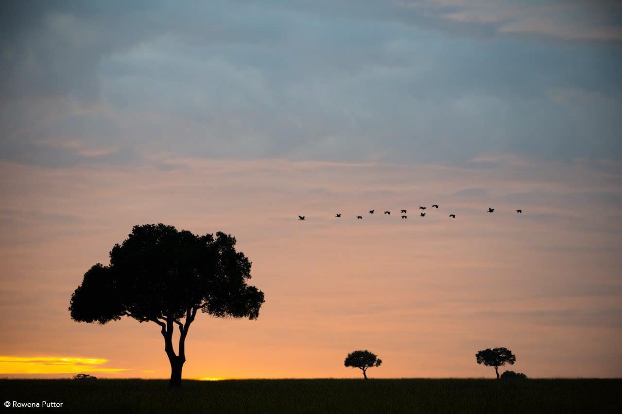 masai mara safari